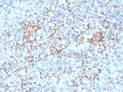 Formalin-fixed paraffin-embedded human Spleen stained with PU.1 Mouse Monoclonal Antibody (PU1/2146).
