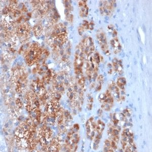 Formalin-fixed paraffin-embedded human Adrenal Gland stained with StAR Mouse Monoclonal Antibody (STAR/2154).