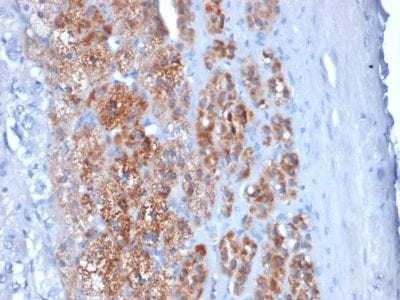 Formalin-fixed paraffin-embedded human Adrenal Gland stained with StAR Mouse Monoclonal Antibody (STAR/2154).
