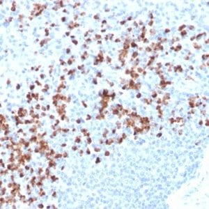 Formalin-fixed paraffin-embedded human spleen stained with MMP9 Mouse Recombinant Monoclonal Antibody (rMMP9/1769).