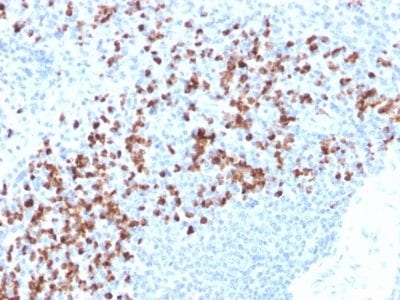 Formalin-fixed paraffin-embedded human spleen stained with MMP9 Mouse Recombinant Monoclonal Antibody (rMMP9/1769).