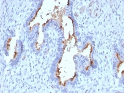 Formalin-fixed paraffin-embedded human Endometrium stained with Podocalyxin Mouse Monoclonal Antibody (PODXL/2185).