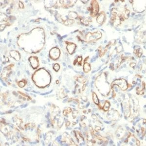 Formalin-fixed paraffin-embedded human Placenta stained with Podocalyxin Mouse Monoclonal Antibody (PODXL/2185).