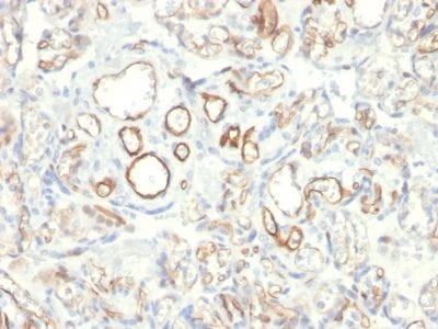 Formalin-fixed paraffin-embedded human Placenta stained with Podocalyxin Mouse Monoclonal Antibody (PODXL/2185).