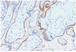 Formalin-fixed paraffin-embedded Human placenta stained with hCG beta Mouse Recombinant Monoclonal Antibody (rHCGb/54).