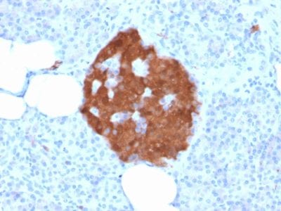 Formalin-fixed paraffin-embedded Human Pancreas stained with Pgp9.5 Mouse Recombinant Monoclonal Antibody (rUCHL1/775).