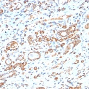 Formalin-fixed paraffin-embedded human Liver stained with HSP60 Rabbit Recombinant Monoclonal Antibody (HSPD1/2206R).