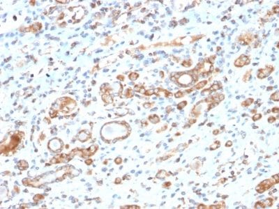 Formalin-fixed paraffin-embedded human Liver stained with HSP60 Rabbit Recombinant Monoclonal Antibody (HSPD1/2206R).