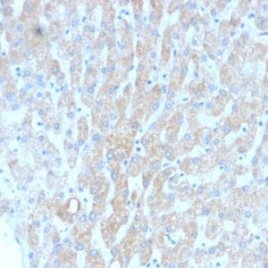 Formalin-fixed paraffin-embedded human Liver stained with HSP60 Mouse Recombinant Monoclonal Antibody (rGROEL/780).