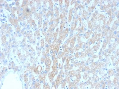 Formalin-fixed paraffin-embedded human Liver stained with HSP60 Mouse Recombinant Monoclonal Antibody (rGROEL/780).