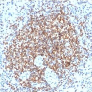 Formalin-fixed paraffin-embedded human spleen stained with Bcl-2 Rabbit Recombinant Monoclonal Antibody (BCL2/2210R).