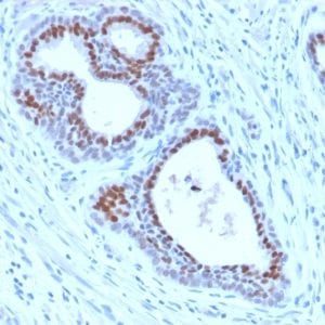 Formalin-fixed paraffin-embedded human Tonsil stained with FOXA1 Rabbit Recombinant Monoclonal Antibody (FOXA1/2230R).