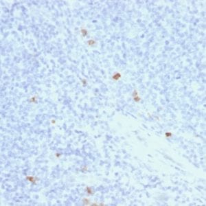 Formalin-fixed paraffin-embedded Human Tonsil stained with IgG4 Mouse Recombinant Monoclonal Antibody (rIGHG4/1345).