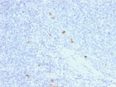 Formalin-fixed paraffin-embedded Human Tonsil stained with IgG4 Mouse Recombinant Monoclonal Antibody (rIGHG4/1345).