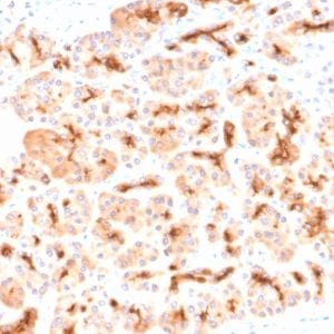 Formalin-fixed paraffin-embedded human Pancreas stained with CFTR Rabbit Recombinant Monoclonal Antibody (CFTR/2290R).