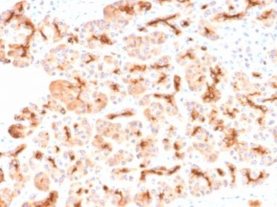 Formalin-fixed paraffin-embedded human Pancreas stained with CFTR Rabbit Recombinant Monoclonal Antibody (CFTR/2290R).