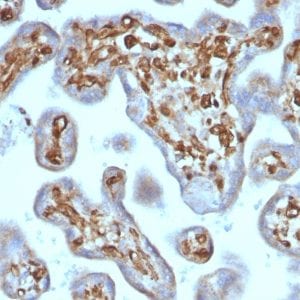 Formalin-fixed paraffin-embedded human Placenta stained with Moesin Mouse Recombinant Monoclonal Antibody (rMSN/492).