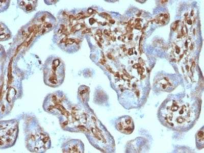 Formalin-fixed paraffin-embedded human Placenta stained with Moesin Mouse Recombinant Monoclonal Antibody (rMSN/492).