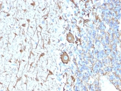 Formalin-fixed paraffin-embedded human Cerebellum stained with Neurofilament Rabbit Recombinant Monoclonal Antibody (NEFL.H/2324R).
