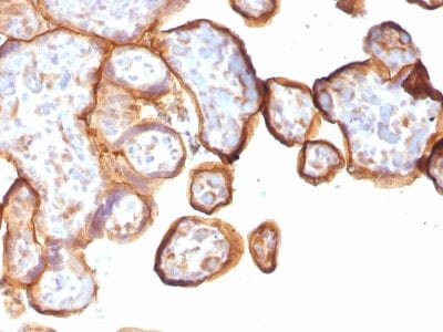 Formalin-fixed paraffin-embedded human Placenta stained with Thrombomodulin / CD141 Monoclonal Antibody (rTHBD/1591).