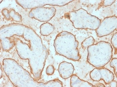 Formalin-fixed paraffin-embedded human Placenta stained with EGFR Mouse Monoclonal Antibody (GFR/2341).