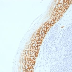 Formalin-fixed paraffin-embedded human Tonsil stained with CD44v9 Rabbit Recombinant Monoclonal Antibody (CD44v9/2344R).