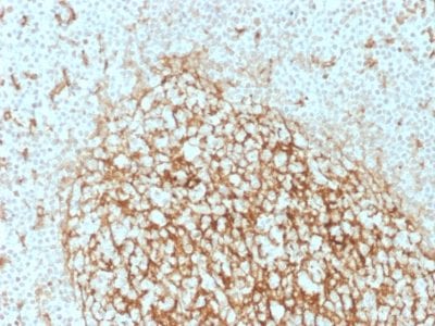 Formalin-fixed paraffin-embedded human Tonsil Stained with CD14 Mouse Monoclonal Antibody (LPSR/2386).