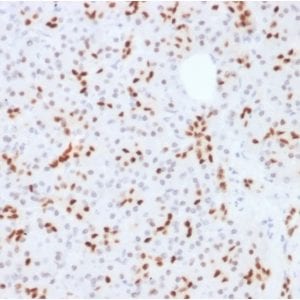 Formalin-fixed paraffin-embedded human Pancreas stained with SOX9 Mouse Monoclonal Antibody (SOX9/2387).