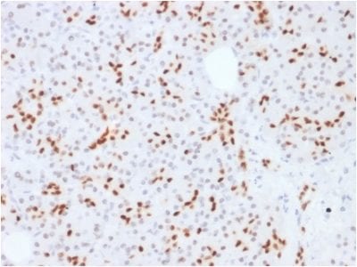 Formalin-fixed paraffin-embedded human Pancreas stained with SOX9 Mouse Monoclonal Antibody (SOX9/2387).