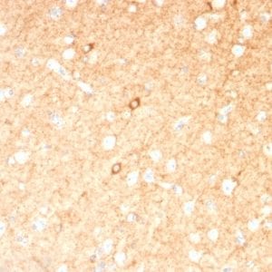 Formalin-fixed paraffin-embedded human Brain stained with GAD1 (GAD67) Mouse Monoclonal Antibody (GAD1/2391).