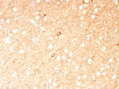 Formalin-fixed paraffin-embedded human Brain stained with GAD1 (GAD67) Mouse Monoclonal Antibody (GAD1/2391).