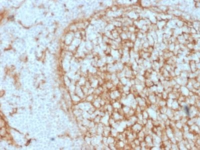Formalin-fixed paraffin-embedded human Tonsil stained with CD14 Mouse Monoclonal Antibody (LPSR/2397).
