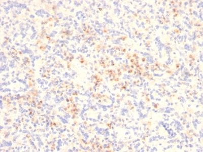 Formalin-fixed paraffin-embedded human Spleen stained with Granzyme B Mouse Monoclonal Antibody (GZMB/2403).