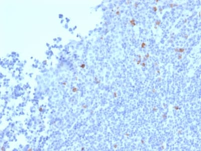 Granzyme B Monoclonal Mouse Antibody (GZMB/2403) - Biotium