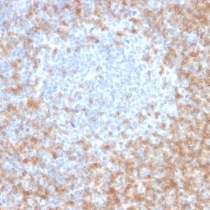 Formalin-fixed paraffin-embedded human Tonsil stained with CD5 Mouse Monoclonal Antibody (CD5/2416).