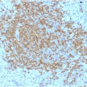 Formalin-fixed paraffin-embedded human Spleen stained with BOB1 Mouse Monoclonal Antibody (BOB1/2423).