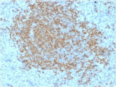 Formalin-fixed paraffin-embedded human Spleen stained with BOB1 Mouse Monoclonal Antibody (BOB1/2423).
