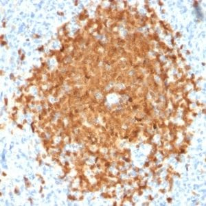 Formalin-fixed paraffin-embedded human Spleen stained with BOB1 Mouse Monoclonal Antibody (BOB1/2424).