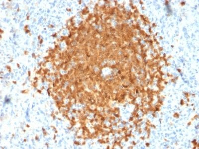 Formalin-fixed paraffin-embedded human Spleen stained with BOB1 Mouse Monoclonal Antibody (BOB1/2424).