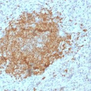 Formalin-fixed paraffin-embedded human Spleen stained with BOB1 Mouse Monoclonal Antibody (BOB1/2425).