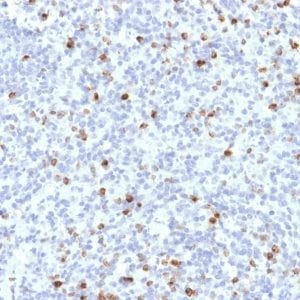 Formalin-fixed paraffin-embedded human Spleen stained with Perforin-1 Mouse Monoclonal Antibody (PRF1/2468).