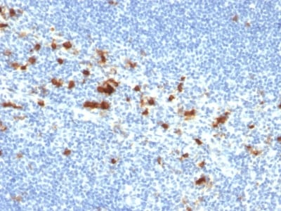 CD103 / Integrin alpha E Monoclonal Mouse Antibody (ITGAE/2474) - Biotium