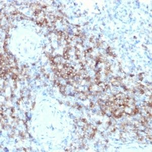 Formalin-fixed paraffin-embedded human Spleen stained with CD3e Mouse Monoclonal Antibody (C3e/2479).