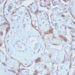Formalin-fixed paraffin-embedded human Placenta stained with TIMP2 Rabbit Recombinant Monoclonal Antibody (TIMP2/2488R).