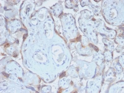 Formalin-fixed paraffin-embedded human Placenta stained with TIMP2 Rabbit Recombinant Monoclonal Antibody (TIMP2/2488R).