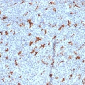 Formalin-fixed paraffin-embedded human Tonsil stained with CD68 Mouse Monoclonal Antibody (C68/2501).