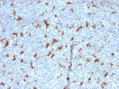 Formalin-fixed paraffin-embedded human Tonsil stained with CD68 Mouse Monoclonal Antibody (C68/2501).