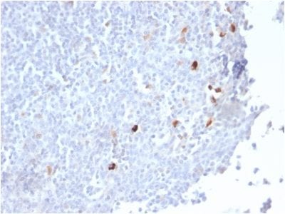 Formalin-fixed paraffin-embedded human Tonsil stained with IgM Rabbit Recombinant Monoclonal Antibody (IGHM/2559R).