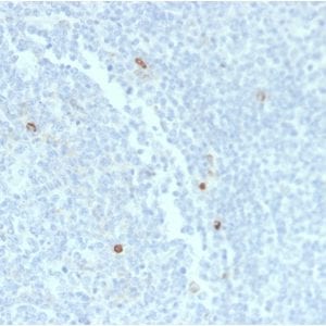 Formalin-fixed paraffin-embedded human Tonsil stained with IgM Mouse Recombinant Monoclonal Antibody (rIM373).