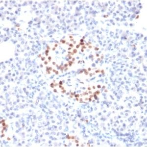 Formalin-fixed paraffin-embedded human Pancreas stained with NKX6.1 Mouse Monoclonal Antibody (NKX61/2561).